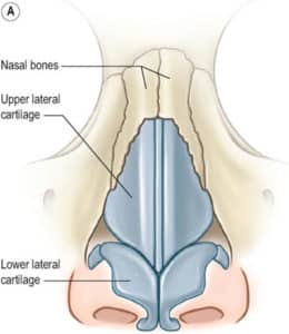 anatomie du nez